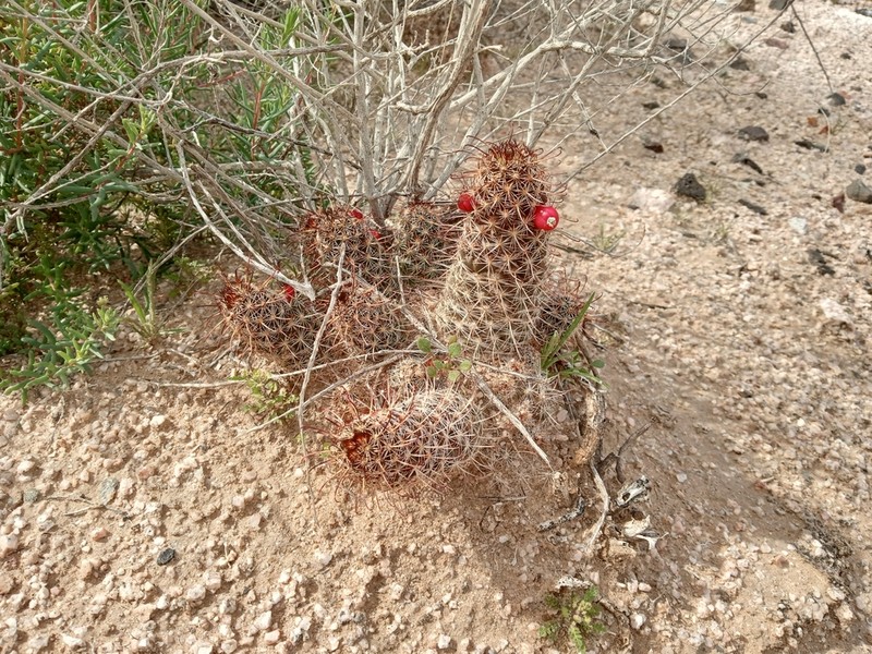 Thornber's Nipple Cactus photo 2