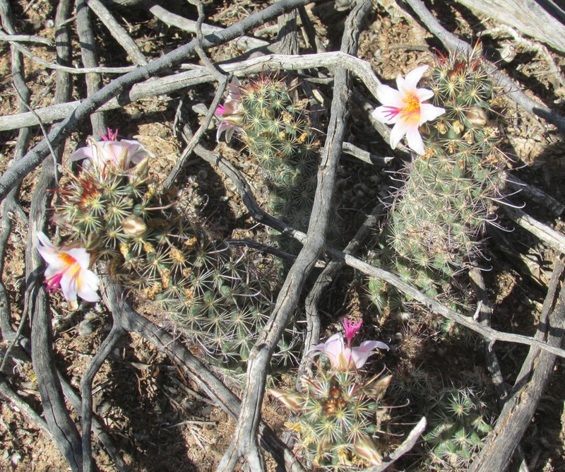 Thornber's Nipple Cactus photo 3