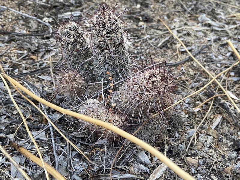 Thornber's Nipple Cactus photo 4