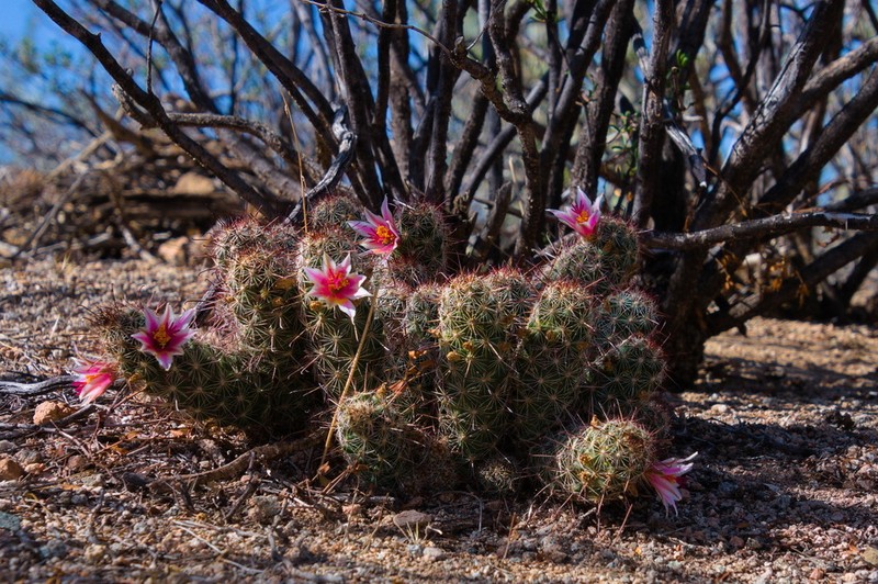 Thornber's Nipple Cactus photo 5
