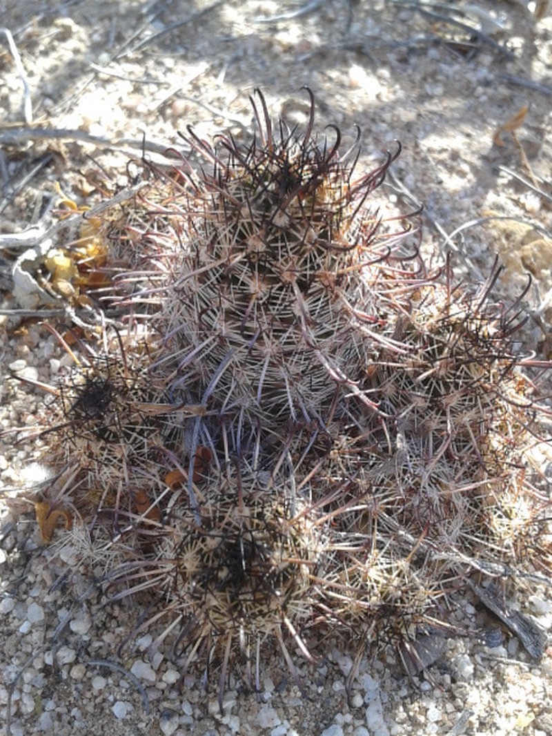 Thornber's Nipple Cactus photo 6