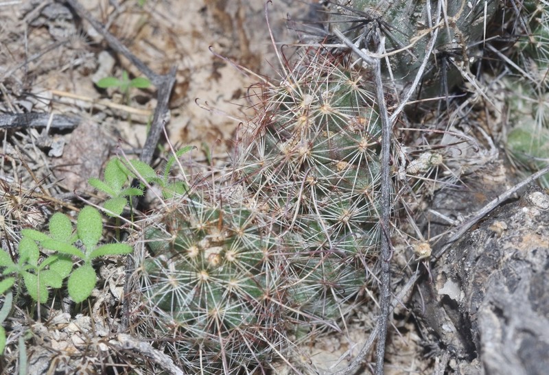 Thornber's Nipple Cactus photo 7