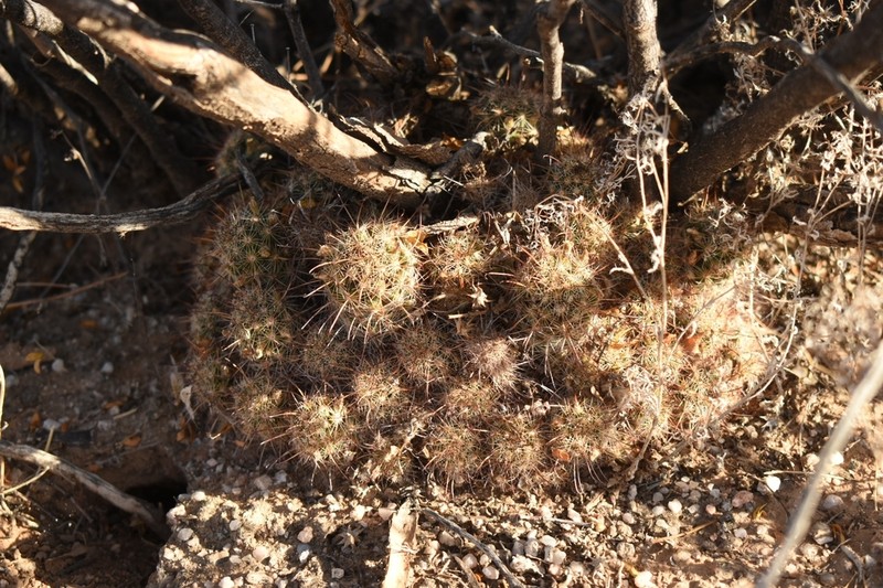 Thornber's Nipple Cactus photo 8