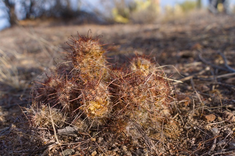 Cochemiea thornberi subsp. thornberi photo 3