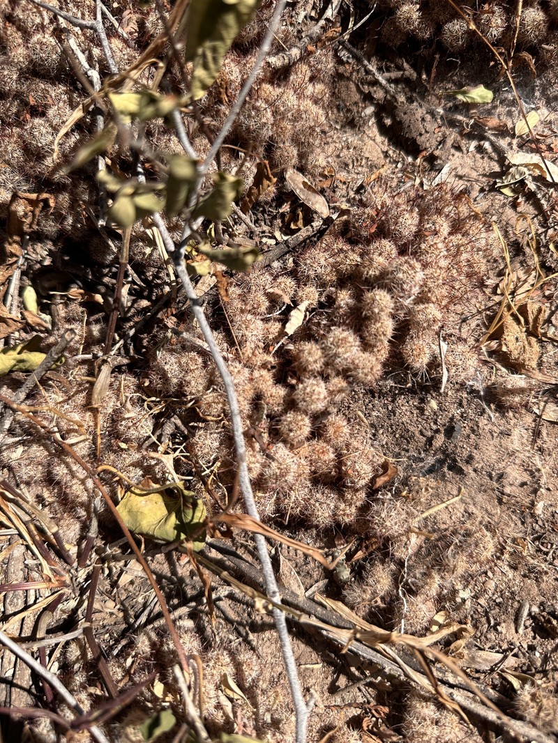 Cochemiea thornberi subsp. yaquensis photo 2