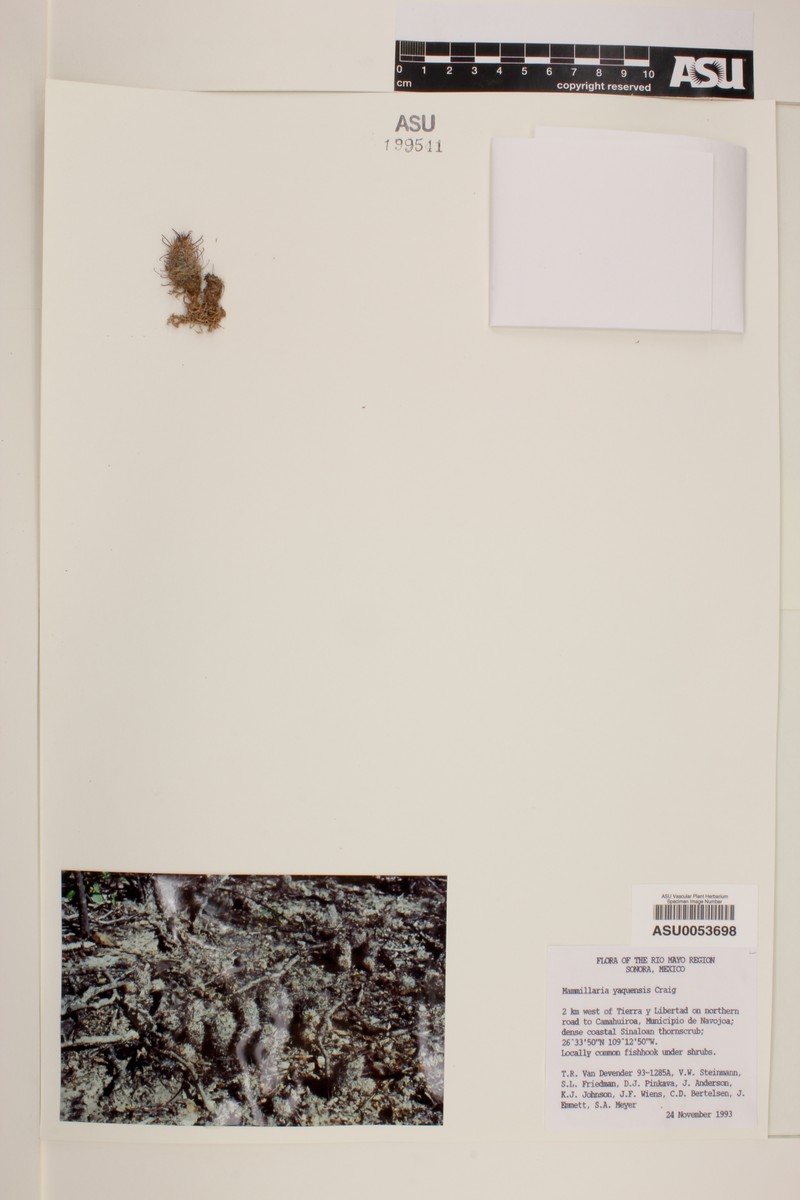 Cochemiea thornberi subsp. yaquensis photo 3