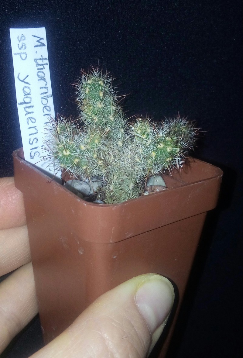 Cochemiea thornberi subsp. yaquensis