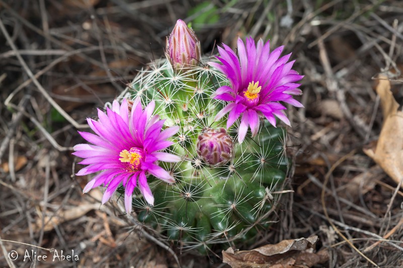 Wright's Nipple Cactus