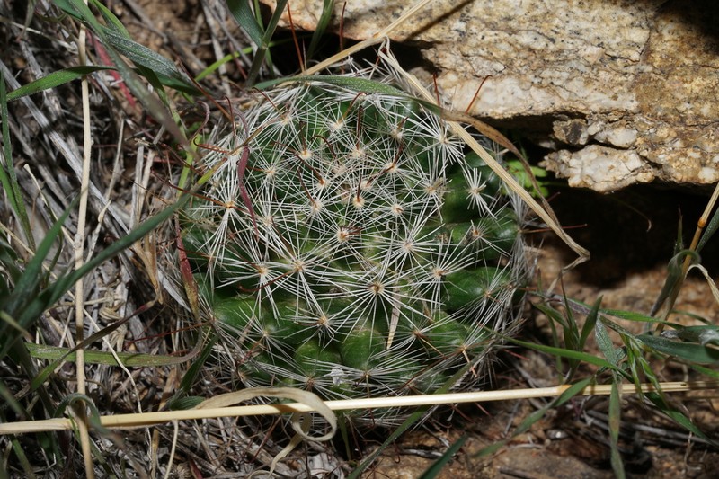 Wright's Nipple Cactus photo 2