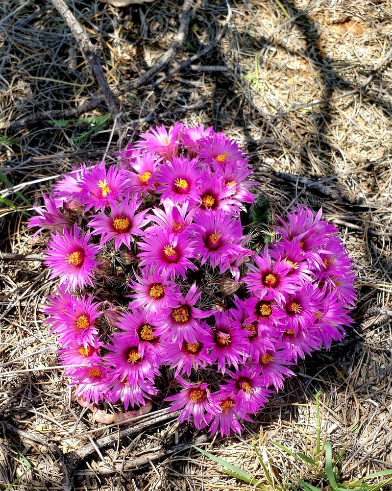 Wright's Nipple Cactus photo 3