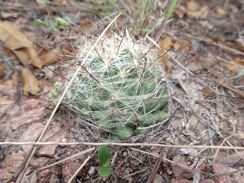 Wright's Nipple Cactus photo 4