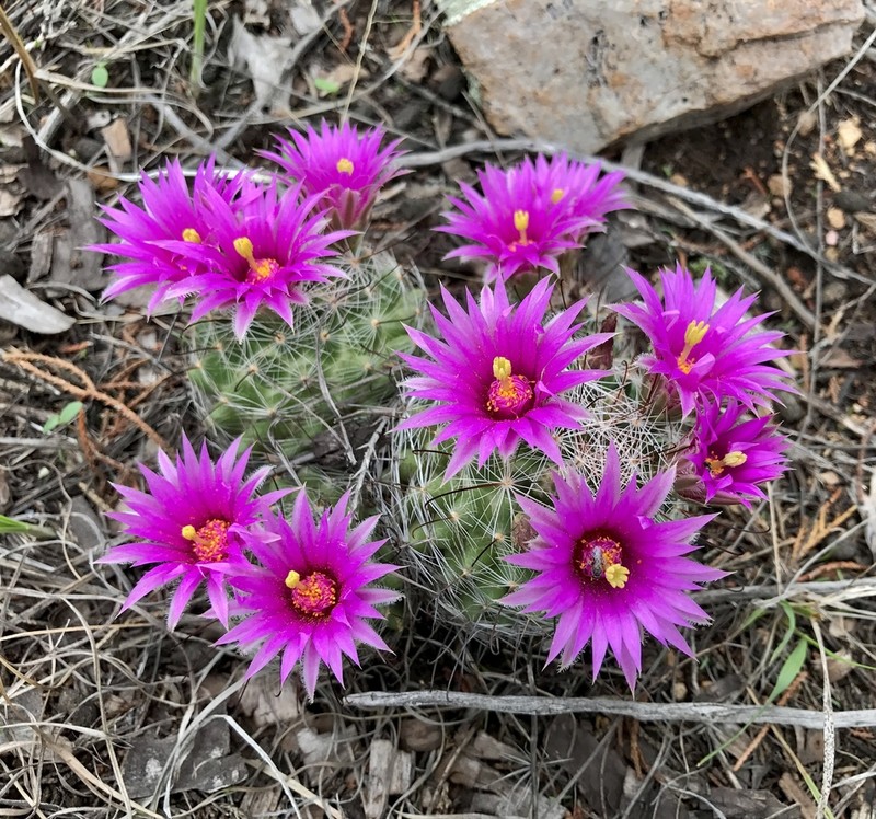 Wright's Nipple Cactus photo 5