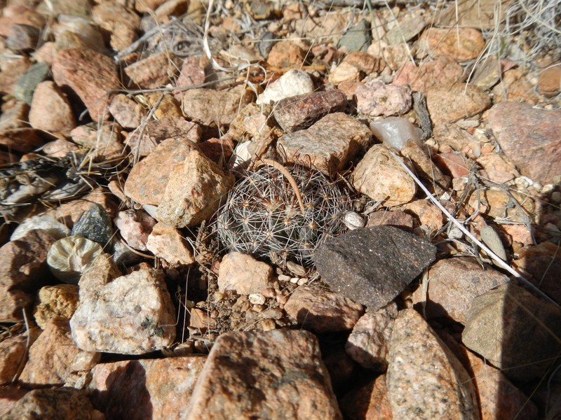 Wright's Nipple Cactus photo 6