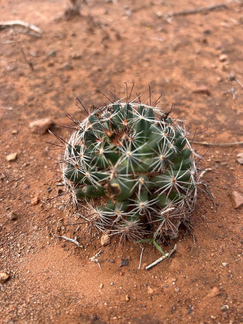 Wright's Nipple Cactus photo 7