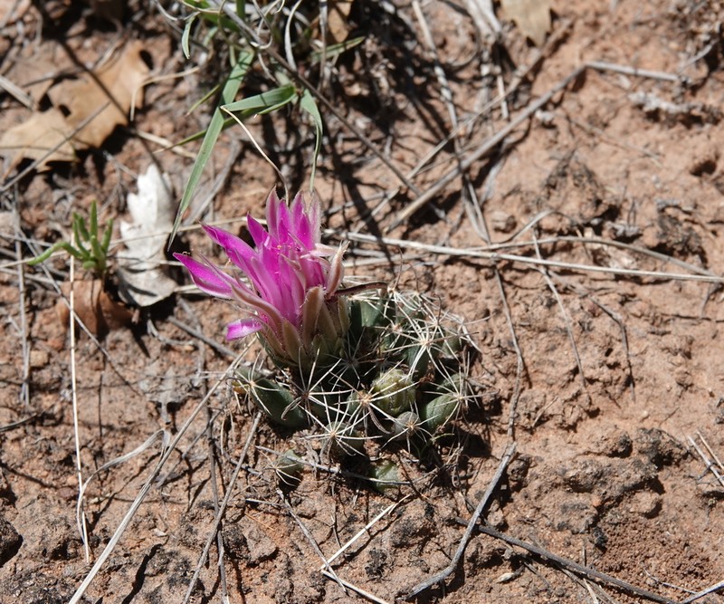 Wright's Nipple Cactus photo 8