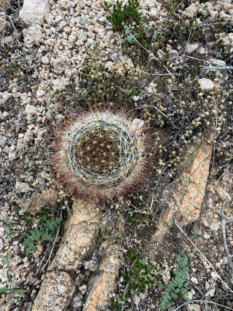 Cochemiea wrightii subsp. wilcoxii