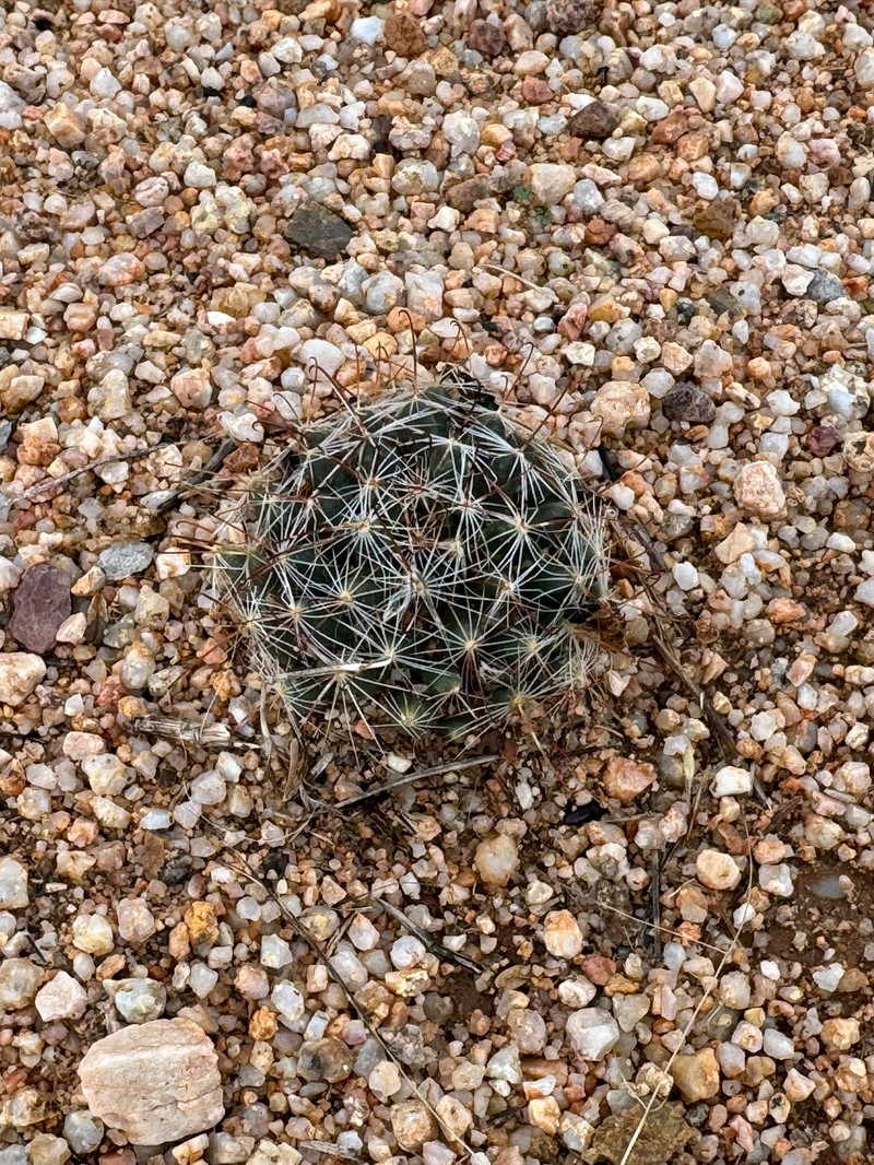 Cochemiea wrightii subsp. wilcoxii photo 2