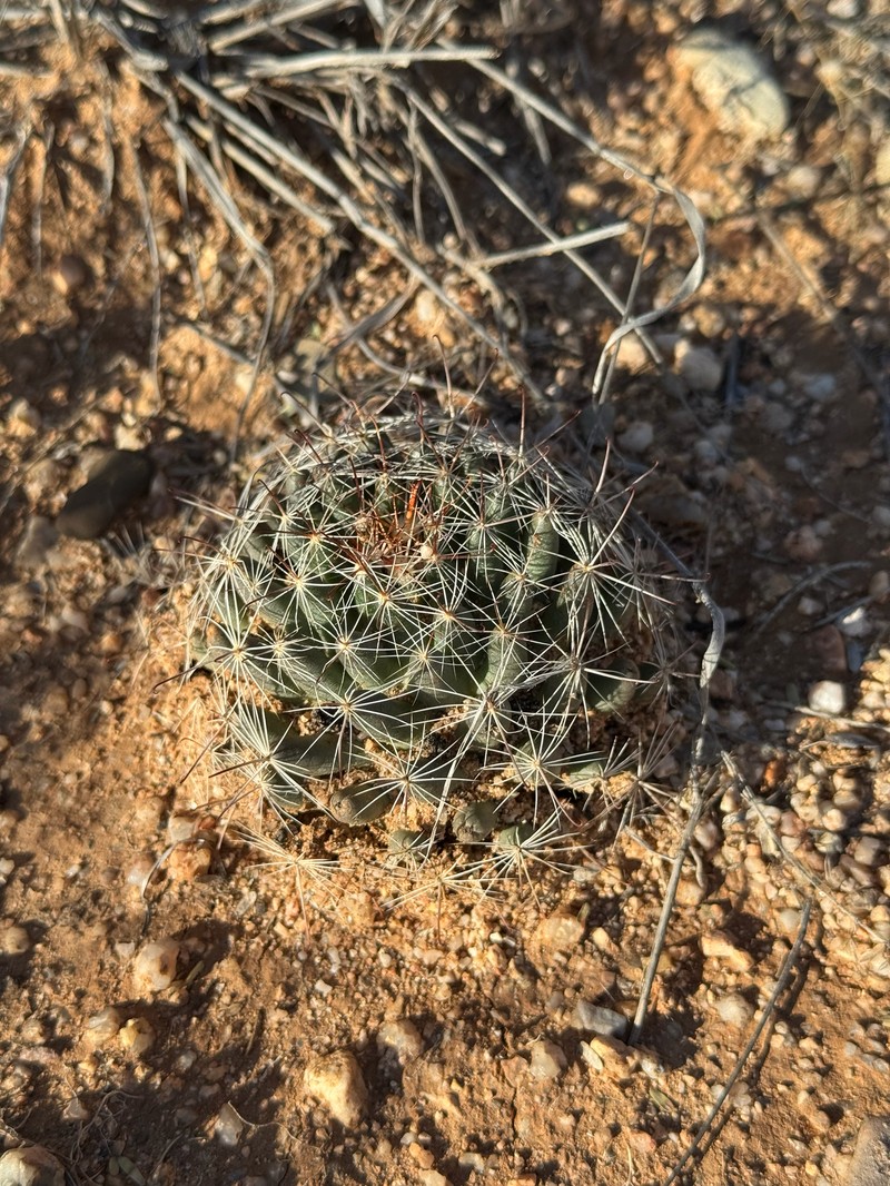 Cochemiea wrightii subsp. wilcoxii photo 3