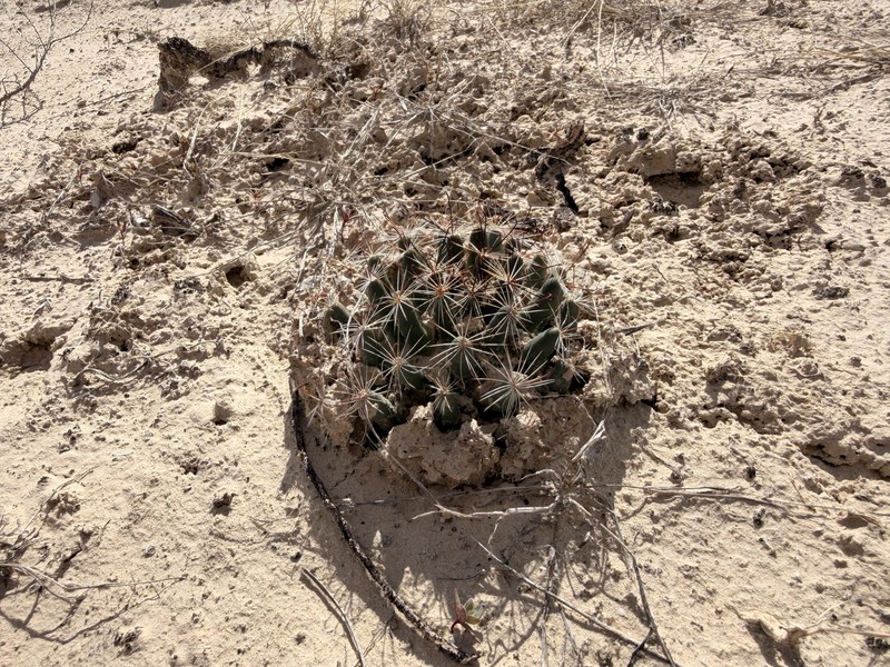 Cochemiea wrightii subsp. wilcoxii photo 4