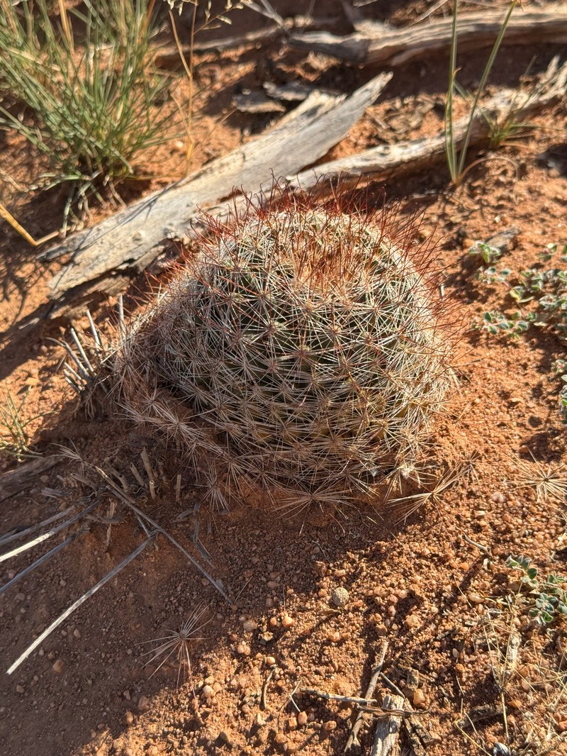 Cochemiea wrightii subsp. wilcoxii photo 5