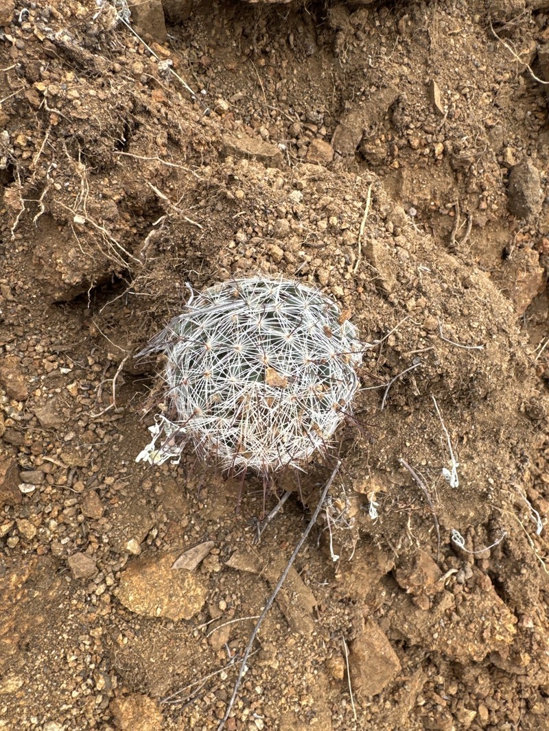 Cochemiea wrightii subsp. wilcoxii photo 6
