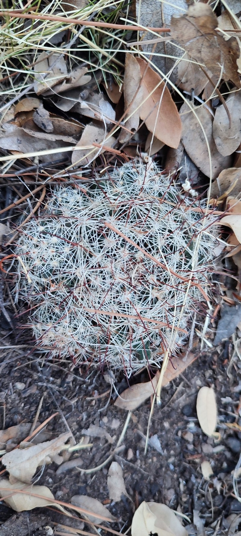 Cochemiea wrightii subsp. wilcoxii photo 7