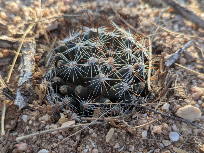Cochemiea wrightii subsp. wilcoxii photo 8