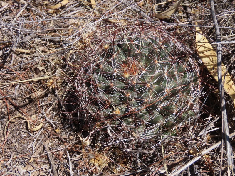 Cochemiea wrightii subsp. wrightii photo 3