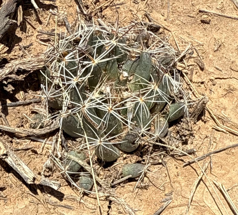 Cochemiea wrightii subsp. wrightii photo 4