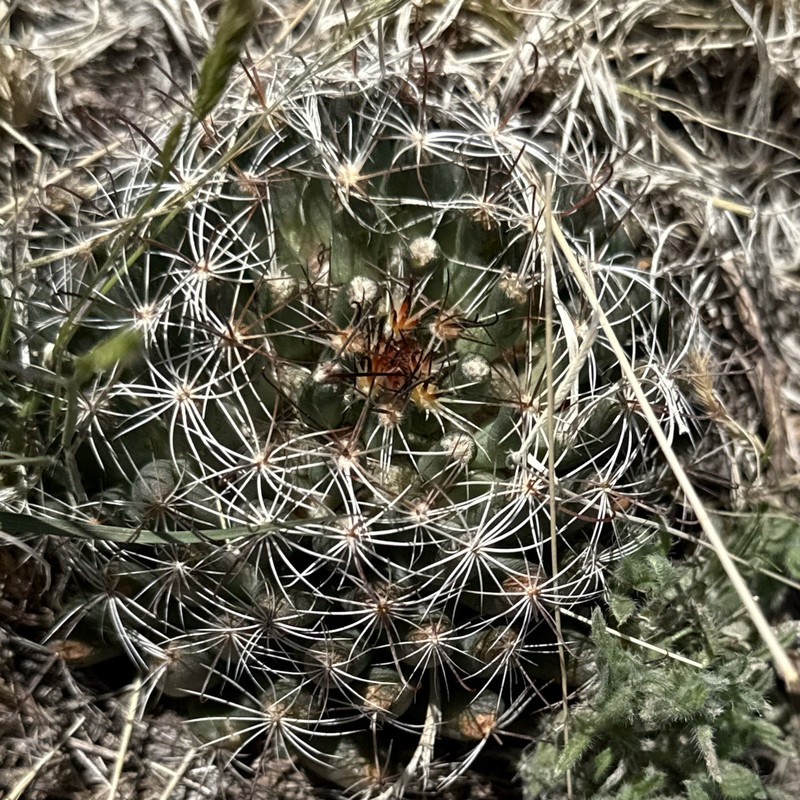 Cochemiea wrightii subsp. wrightii photo 5