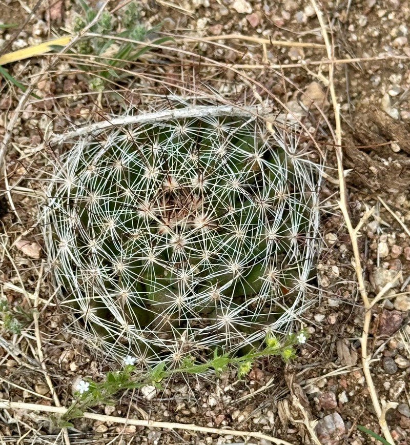 Cochemiea wrightii subsp. wrightii photo 6
