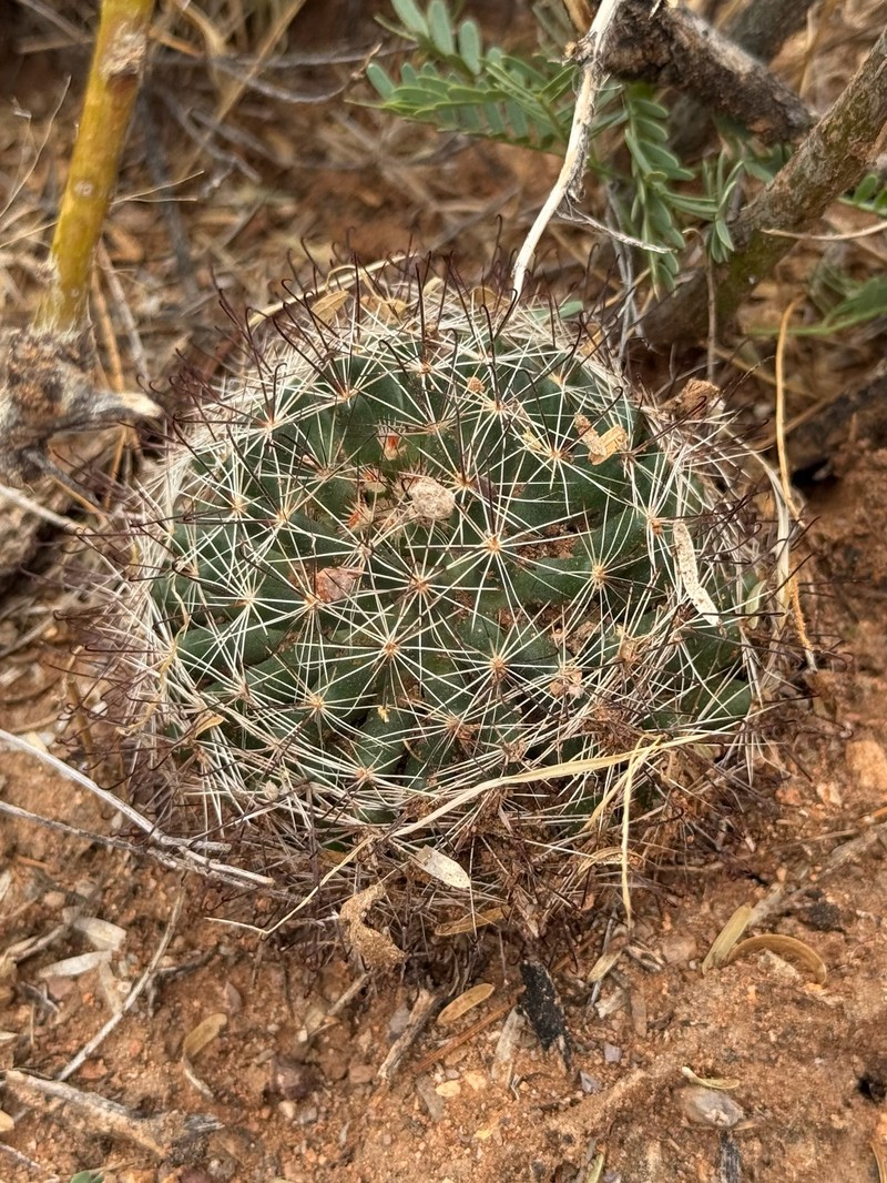 Cochemiea wrightii subsp. wrightii photo 7