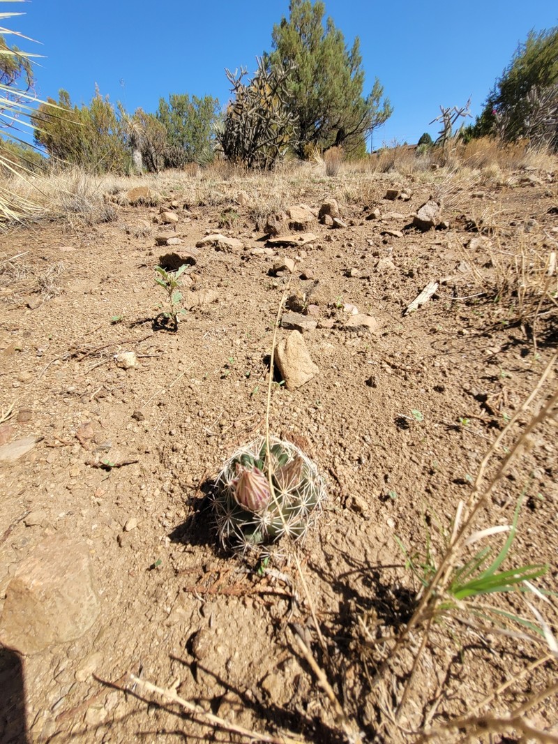 Cochemiea wrightii subsp. wrightii photo 8