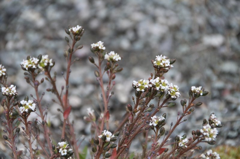 Danish Scurvygrass