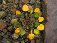 Danish Scurvygrass
