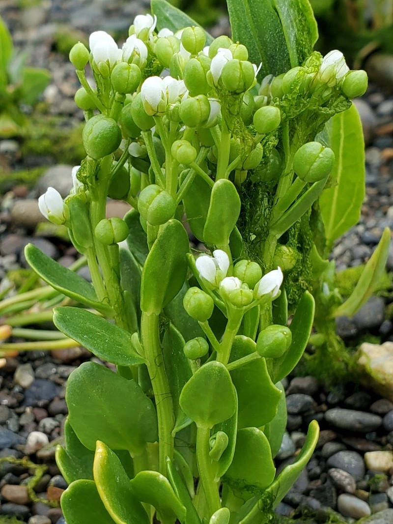 Danish Scurvygrass photo 2