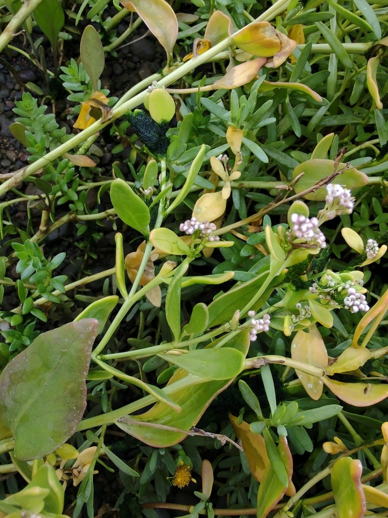 Danish Scurvygrass photo 3