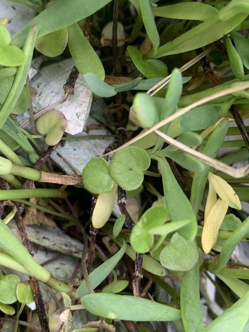 Danish Scurvygrass photo 5
