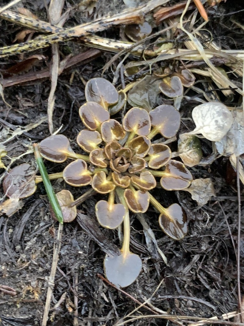 Danish Scurvygrass photo 6