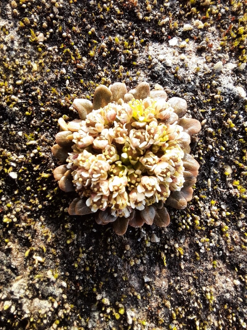 Danish Scurvygrass photo 7