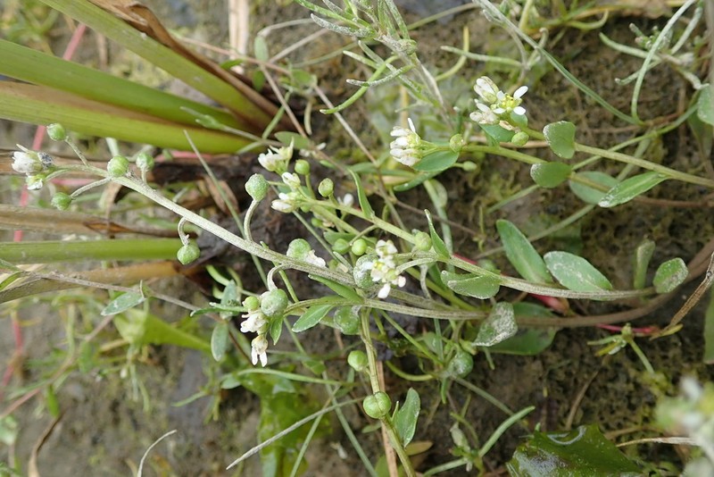 Danish Scurvygrass photo 8