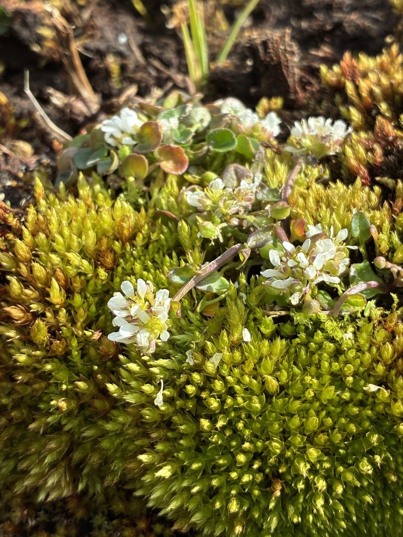 Cochlearia pyrenaica subsp. pyrenaica