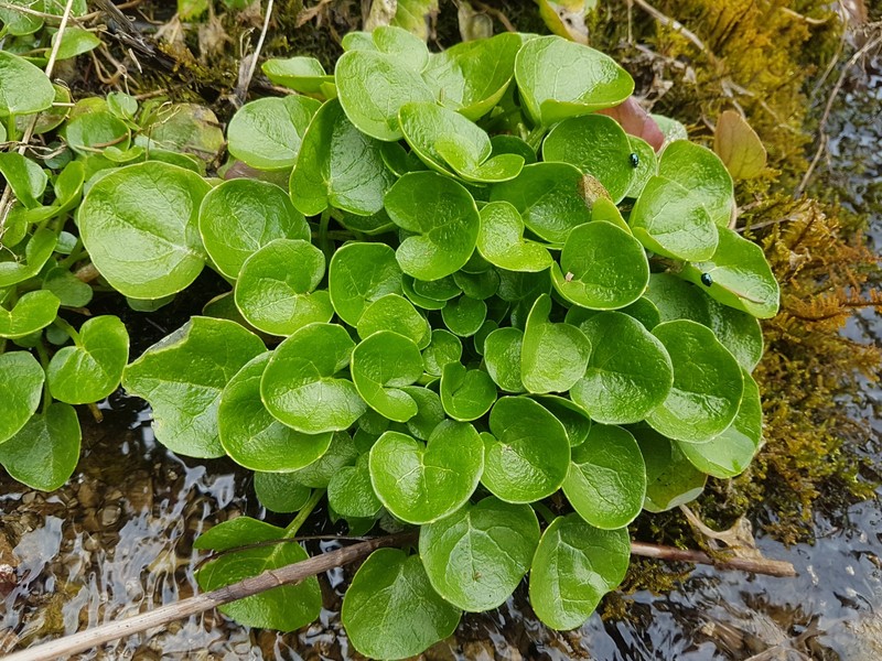 Cochlearia pyrenaica subsp. pyrenaica photo 2