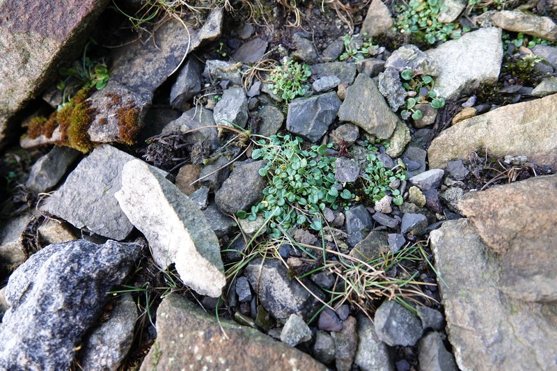 Cochlearia pyrenaica subsp. pyrenaica photo 3