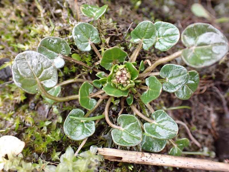 Cochlearia pyrenaica subsp. pyrenaica photo 4