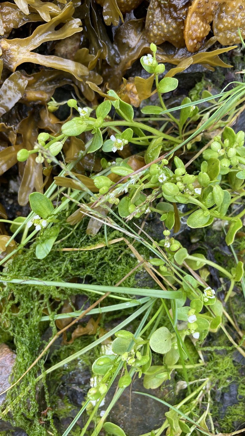Sessileleaf Scurvygrass photo 2