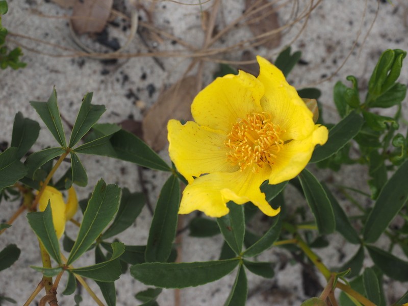 Cochlospermum adjanyae