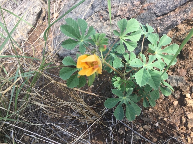 Santa Rita Mountain Yellowshow