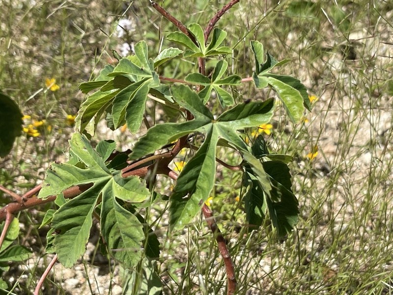 Santa Rita Mountain Yellowshow photo 3