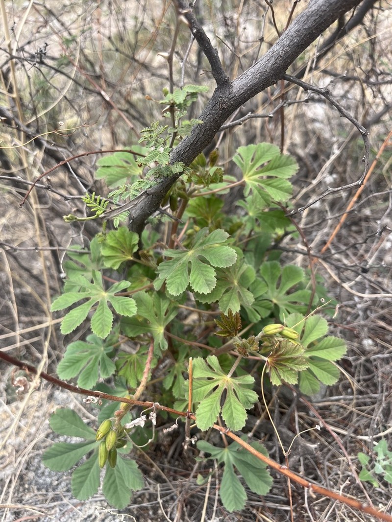 Santa Rita Mountain Yellowshow photo 4